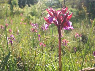 Le Anacamptis papilionacea vantano fiori riuniti in infiorescenze dense, con le tonalit� accese del rosso da cui si allungano le lingue violacee del labello